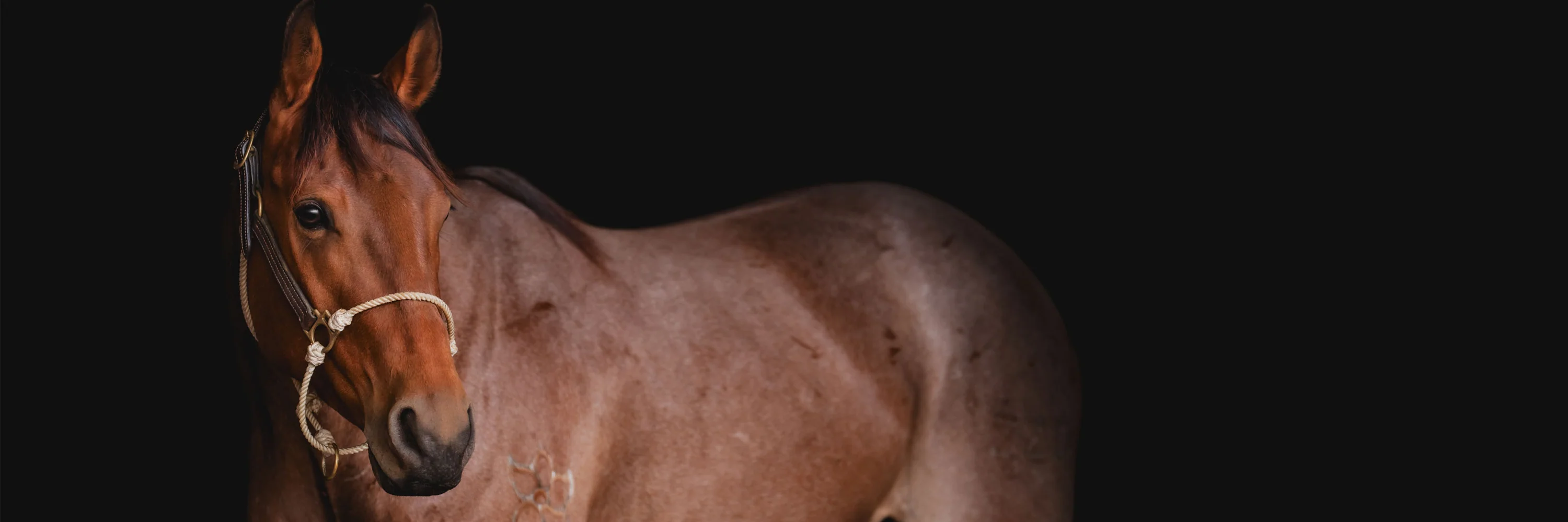 Pioneering Performance Horse Halters
